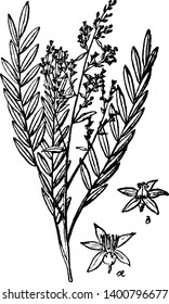 A picture shows Simarouba Plant having female flower, male flower. Simarouba is flowering tree. It is perennial. It grows in a tropical climate. Best used for Cancer and side effects of Chemotherapy,