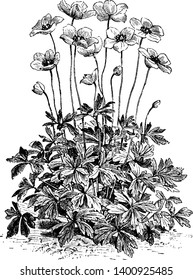 A picture shows the Single Perianth Flowering Plant. In which the calyx and corolla are clearly separate, or homochlamydeous, in which they are indistinguishable, vintage line drawing or engraving