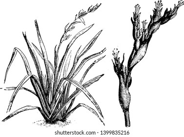 A picture shows the Small Flax Lily. The flowers are white with greenish outer segments; light-blue flowers with prominent yellow stamens are produced, vintage line drawing or engraving illustration.