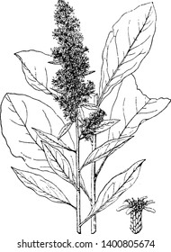 Picture shows the Solidago Speciosa Plant. It is flowering plant which is un-branched, alternative leaves. The smooth central stem can be green or reddish and it is native to the United States