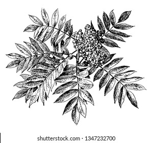 A picture shows Sorbus Americana Plant. It is the A perennial tree and relatively small tree. It has bunch of small spherical seeds, same as neem tree, vintage line drawing or engraving illustration.