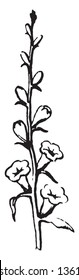 Picture shows the Spike Plant. It refers to type of inflorescence means arrangement of flowers and it is un-branched. It bears flowers that are directly attached to plant, without any stalks