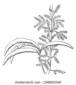 Picture shows the Spikenard Plant. It is also called as nard, Nardostachys Jatamansi.

It has white flowers and long leaves grow surrounding one single flower stalk, vintage