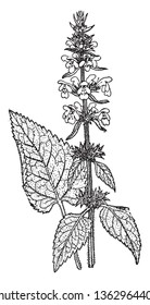 Picture shows the Stackys Sylvatica Plant. It is also called as hedge woundwort and it is a perennial herb growing tall in woodland. Flowers are purple and a tall hairy plant, with heart-shaped leaves