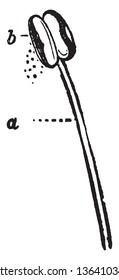 A picture shows the stamen of flower. Part a shows filament, part b shows Anther, discharging pollen. A tuft of stamens with the petal and it is divided bilobed, vintage line drawing or engraving