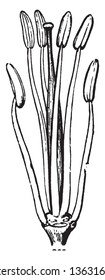 A picture shows the Stamens and pistil of Mustard. Pistil has Pollainsac filled with pollain-grains at the upper side and lower side is a filament. A stamen contains the male organs, vintage