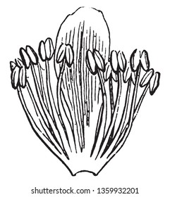 A picture shows the Stamens.  These Pollain grains falls on to the ovary then ovule formation is done