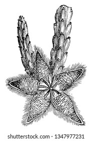A picture shows the Stapelia Flowering Plant. It has Starfish like flower and it belongs to Apocynaceae family. It has dense hairs over the plant and the stems are erect, green to reddish, vintage 