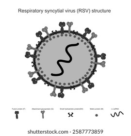 The picture shows a structure of Respiratory Syncytial Virus (RSV) that contain important elements:Fusion protein(F), Attachment glycoprotein(G), Small hydrophobic(SH),Matrix protein(M) and (-)ssRNA.