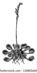 A picture shows Sundew Plant Leaf. It is commonly known as the sundews and it is one of the largest genera of carnivorous plants, with multiple species. It has dense hairs on leaves, vintage 