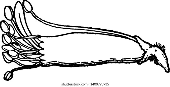 A picture shows Sweet Pea Stamens having pollen sac containing pollen grains at the upper side and the lower side is called as long filaments. It has small pedicel and calyx, vintage line drawing