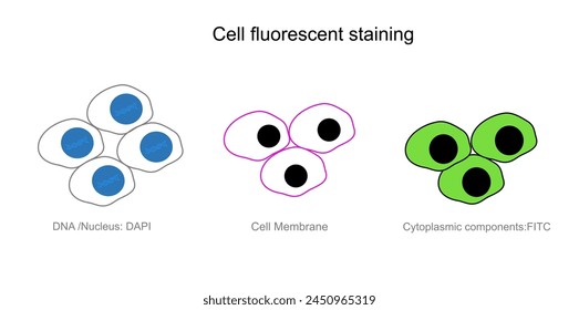 Una imagen muestra la técnica de tinción fluorescente celular en organelo de célula objetivo: componente citoplasmático, membrana celular y ADN o Núcleo.