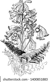 A picture shows the Tecoma Smithii Plant along with long funnel, bell shaped flowers. It belongs to Tecoma family. Flowers are yellow, orange colored and Leaves are opposite, Imparipinnate, leaflets