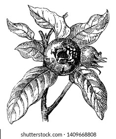 Picture shows that Common Medalar is a large bush or small tree, the name of the fruit of this tree, vintage line drawing or engraving illustration.