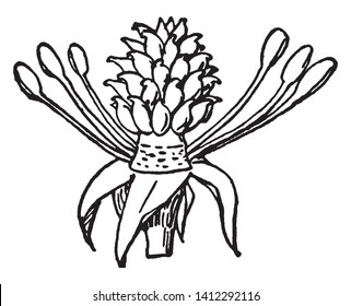 The picture shows typical structure of stamen that is positioned underneath the pistil in a flower. From the receptacle filaments and stamen are come out and stamen has pollen sac and pollen grains