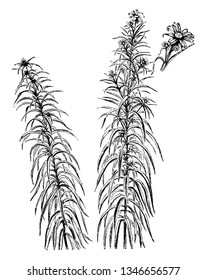 The picture shows the Upper Portion of Stems and Detached Flower Head of a Sunflower. The flower heads are small yellow and leaves are long. It is called as Helianthus orgyalis, vintage 
