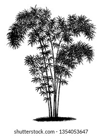 A picture of shrub of bambusa nana, tree looks tall. Branches are thick and have small leaves, vintage line drawing or engraving illustration.