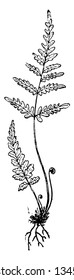 A picture of Silver Fern and known as Cyathea dealbata. This fern is grow to 10m high, vintage line drawing or engraving illustration.