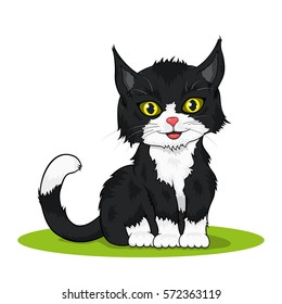 picture of a small black and white colored cute kitten isolated on white background