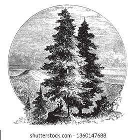 A picture of some pine trees near the mountains and forest. A couple can also be seen relaxing under the shadow of pine trees, vintage line drawing or engraving illustration.