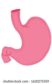Picture of stomach organs and white background