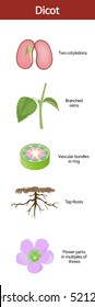 A picture summarizing the features of a dicot.