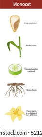 A picture summarizing the features of a monocot.