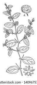 A picture, that's showing a Christ's thorns. The thorns are attached to stem it is long and tick pointy, vintage line drawing or engraving illustration.