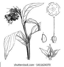 Una imagen que muestra diferentes partes de la planta Symphytum officinale también conocida como Common Comfrey. Las partes son una flor, pistil, calíx y una sección vertical de un dibujo de nuez, vintage