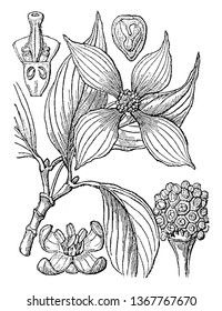 A picture, that's showing Dogwood. This is Benthamia japonica. It is native to East Asia. This image has: 1. flower; 2. a perpendicular section of the pistil; 3. a head of fruit; 4. section of a seed,