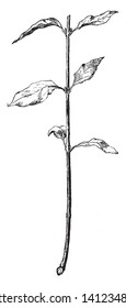 Uma foto, que mostra Dogwood. Esta imagem mostra um corte Dogwood. Dogwood é o nome comum de Cornus e pertence à família Cornaceae. Esta é uma planta lenhosa, vintage desenho linha ou gravura