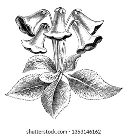 A picture, that's showing Drooping Flowered Gloxinia. It belongs to Gesneriaceae family. This is a flowering plant. Flowers are bell-shaped and it originally was all drooping, vintage