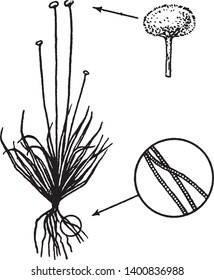 A picture, that's showing Eriocaulon, commonly known as Pipeworts. It belongs to Eriocaulaceae family. There are multiple filaments are present on which Anther is present, pollen grains are on Anther