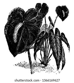 A picture, that's showing the flower of Anthurium Andraeanum. The peak of the flower is three to four inches long and yellowish with a white band, vintage line drawing or engraving illustration.