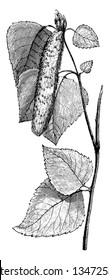 A picture, that's showing Leaves and Catkin of Betula Alba. The leaves are roughly triangular with serrate margins, a cylindrical flower cluster growing on branch, vintage 