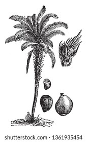 A picture, that's showing a oil palm tree. This plant is very long and thick. The flower and fruit are red its produces palm oil. The leaves are long and hairy. Stem is thick, vintage line drawing