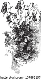 A picture, that's showing the plant and flowers of a common wild Columbine, vintage line drawing or engraving illustration.