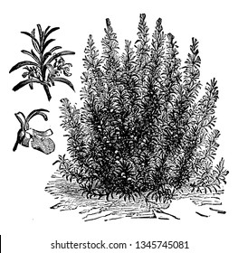 A picture, that's showing Rosemary. This plant is very dense and has needle like leaves. Flowers are blue. This is herb. This is from Lamiaceae family, vintage line drawing or engraving illustration.