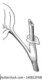 The picture, that's showing stem and leaf parts of Prince's- Feather plant. The stem grows in middle of leaf, vintage line drawing or engraving illustration.