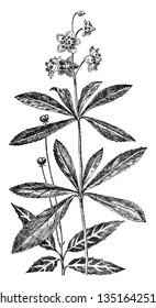 The picture, that's showing two plants, one is the Pipsissewa Prince's Pine and second is Spotted Wintergreen. Either come in the Pyrola family, vintage line drawing or engraving illustration.