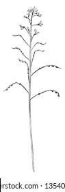 A picture of Tick Trefoil flower plant. These plant stem are very thin and many branches on stem. Smallest flowers are on stem at the top, vintage line drawing or engraving illustration.