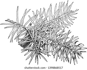 A picture of Torreya Taxifolia tree which is bearing glossy leaves and rarely seen in Florida, vintage line drawing or engraving illustration.