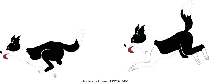Picture of two border collies running.