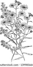 In the picture, two branches are piercing each other. Flower branches are arranged in alternate, vintage line drawing or engraving illustration.