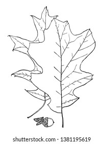 A picture of uneven lobed leaf. A fruit can be seen in picture too, vintage line drawing or engraving illustration.