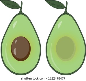 Picture vector of two halves of avocado with a seed and without with leaf