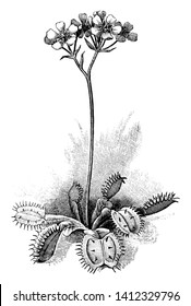 Picture of Venus flytrap plant with it's flower section. Flowers are small in size and have five petals. Stem reaches a maximum size of about three to ten centimeters, vintage line drawing