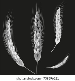Picture of wheat ears