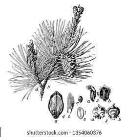 A picture which shows various parts of Scotch pine such as twig, catkins, cone, needles, anther, carpel-scale, seed wing, section of a seed showing the embryo, etc, vintage 