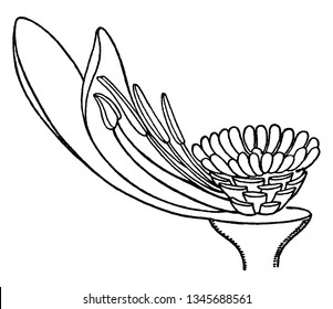 A picture of White Waterlily flower showing the internal petals and the stamens that grows from the ovary, vintage line drawing or engraving illustration.